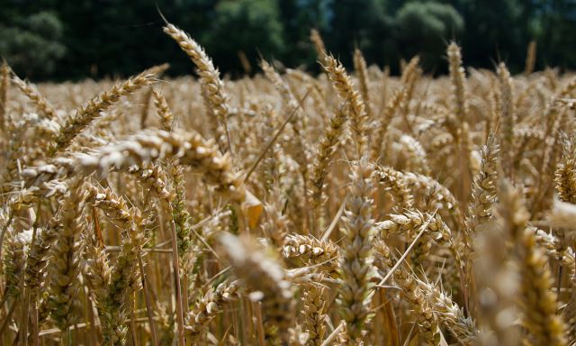 Getreide - Der Urstoff für gesundes Brot aus der Bäckerei Amthor in Waltershausen